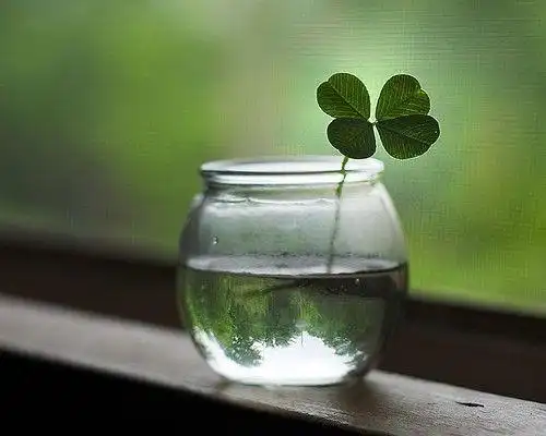 四叶草图片_唯美意境图片_窝窝qq网