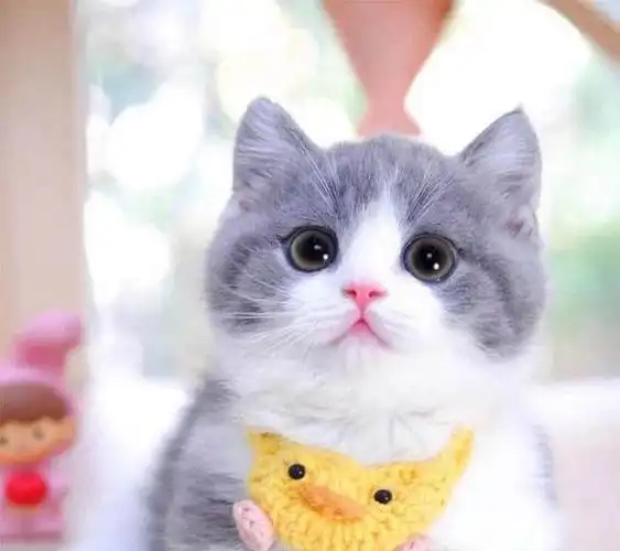 呆萌的短腿猫如此吸引人你会养一只吗