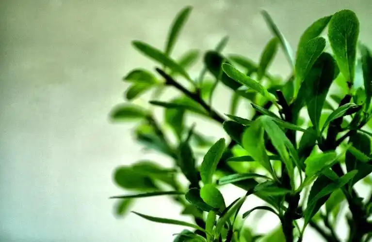 纯绿色壁纸高清原图查看