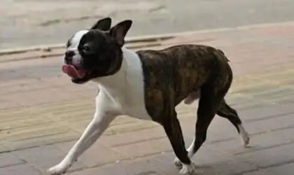 四脚踏雪的狗寓意是什么?