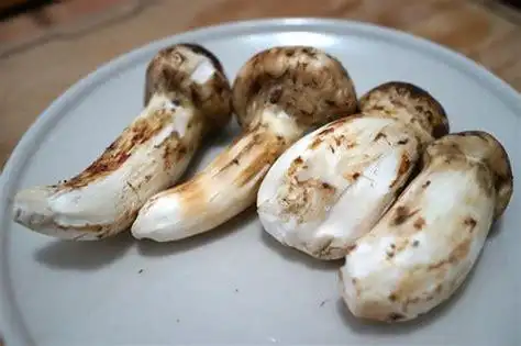 松茸切片后开伞的样子 看看松茸的生长过程 - 菌贝网-www.junbei.com