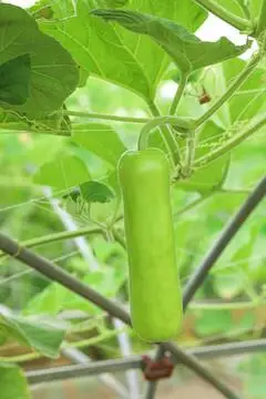夜开花摄影图__蔬菜_生物世界_摄影图库_昵图网nipic.com