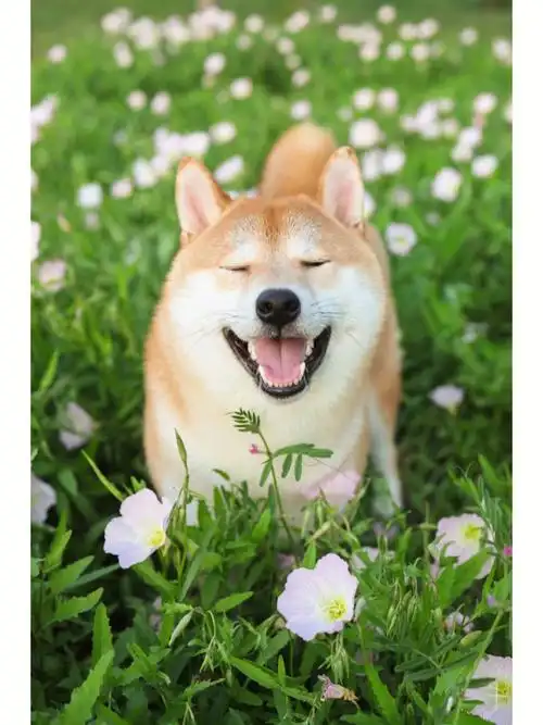 柴犬治愈系微笑  #苏州 #宠物写真