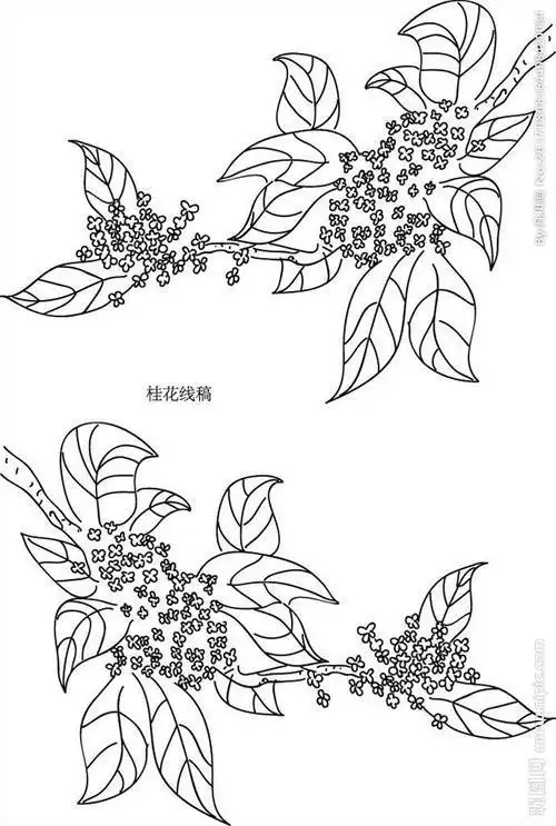 秋天桂花的简笔画桂花怎么画简笔画图片简单的桂花简笔画步骤图解教程