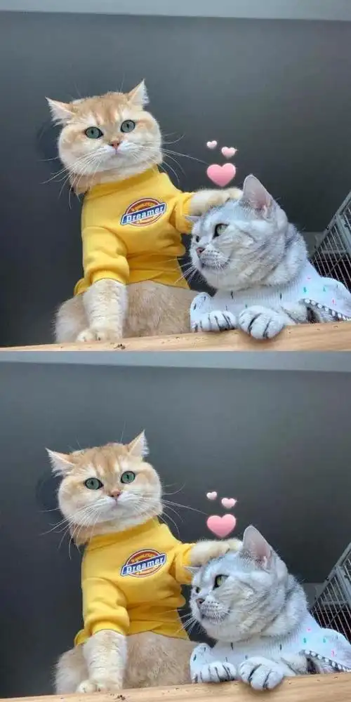 可爱小清新唯美温暖治愈系手机壁纸高清无水印