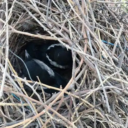 希望这个窝他们能留着,每年都在这里生新的小喜鹊～ ps:喜鹊是特别