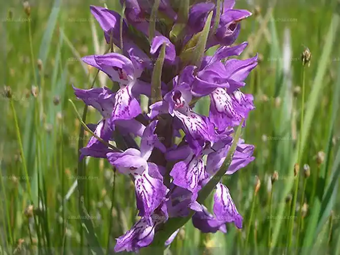 宽叶红门兰图片