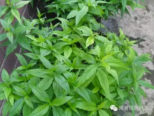 一种神奇的抗癌草药——忧遁草