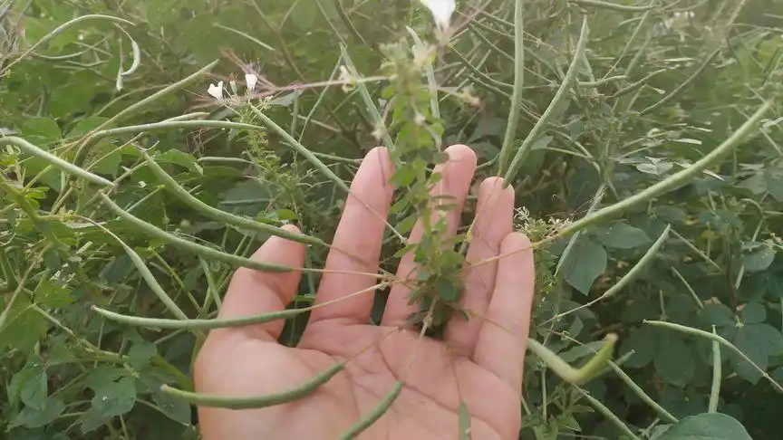 农村最普通常见草药:羊角菜,功效多用途广,一起了解下!