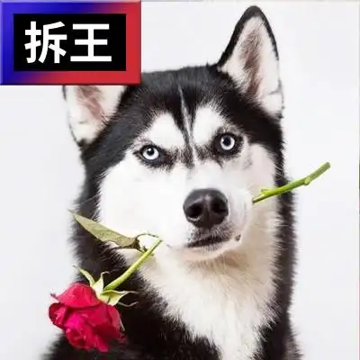 com/嘴里叼着玫瑰花的哈士奇-王者荣耀拆家王-职业游戏头像在线制作 ?