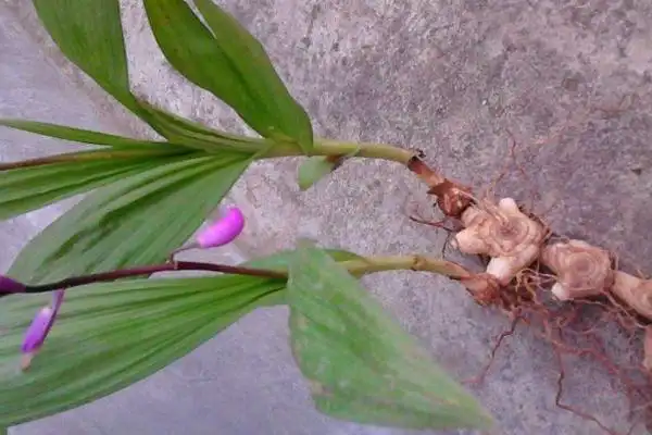 双肾草价格多少钱一斤?有哪些功效与作用?