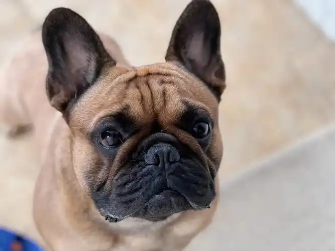 对于出去玩这件事,煤球球保持永远的热爱🌟#法斗 #法国斗牛犬 #萌宠