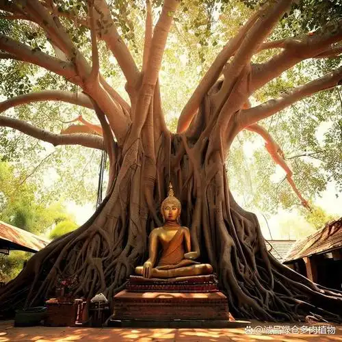 菩提树的故事:佛教圣树的由来和传说