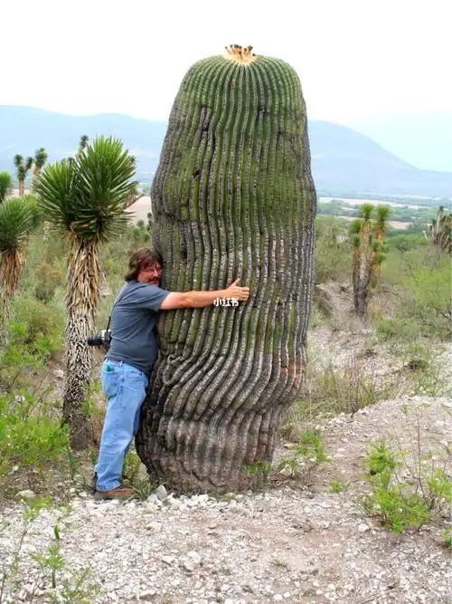 超大91_仙人掌_和大自然亲密接触_生活记录_接地气生活