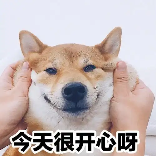 萌宠gif汪星人gif今天很开心呀gif好开心gif活泼gif可爱gif