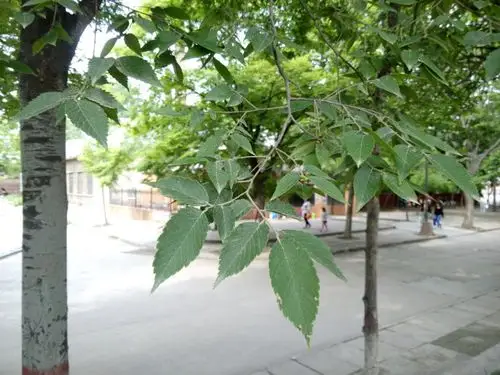 榉树的种植方法及注意事项