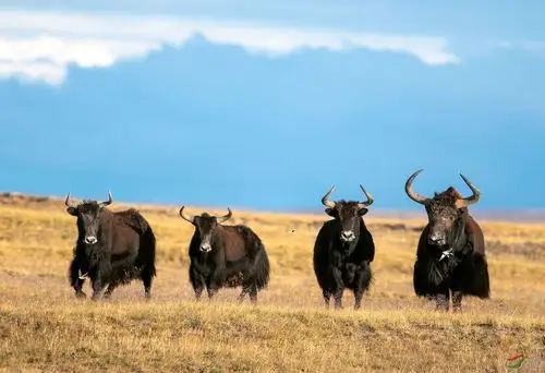高原霸主野牦牛【贺获动物精华】
