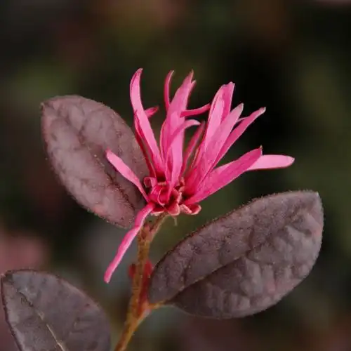 首发吉祥的红花檵木