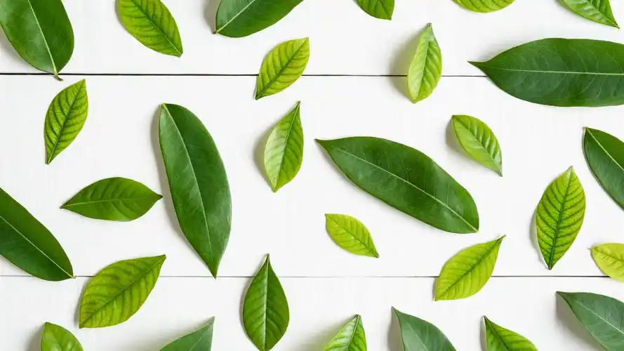 壁纸 绿色叶子,白色背景 3840x2160 uhd 4k 高清壁纸, 图片, 照片