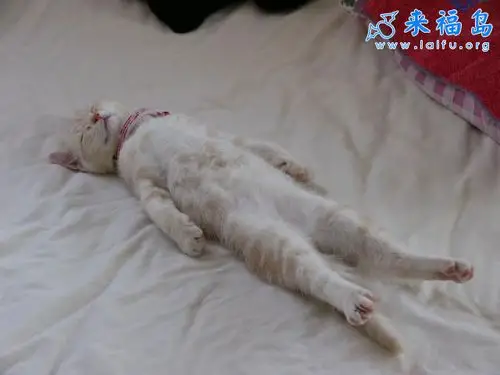 专家推荐的标准睡觉姿势有益身体健康注意改正你的不良睡觉习惯