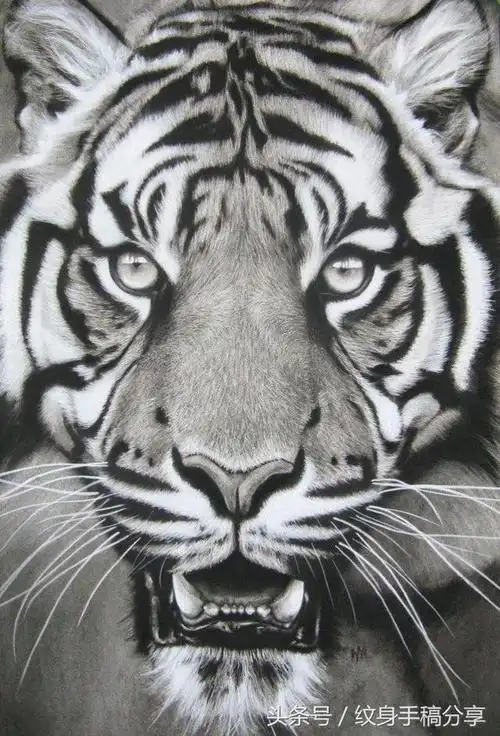虎虎生威 老虎头纹身手稿 写实手稿
