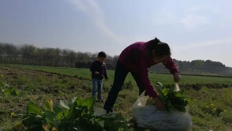 小长假帮婆婆干活
