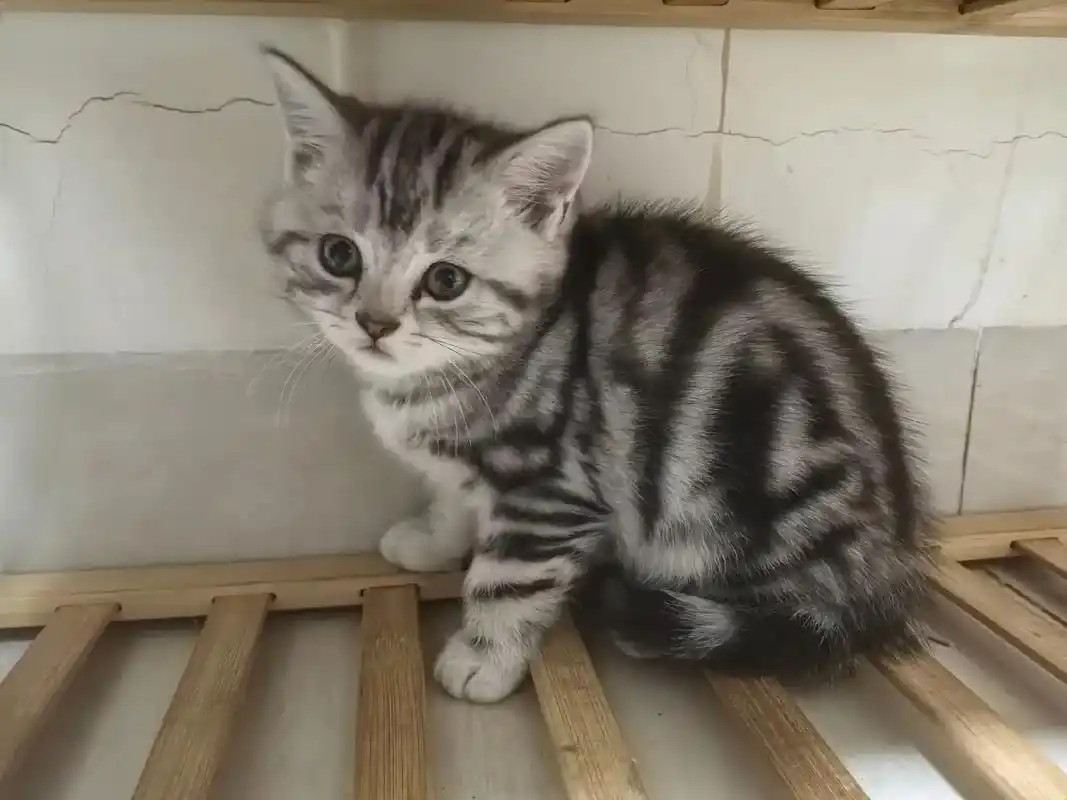 美短虎斑猫 纯种美短虎斑低价出售 600一只不砍价 喜欢 - 抖音