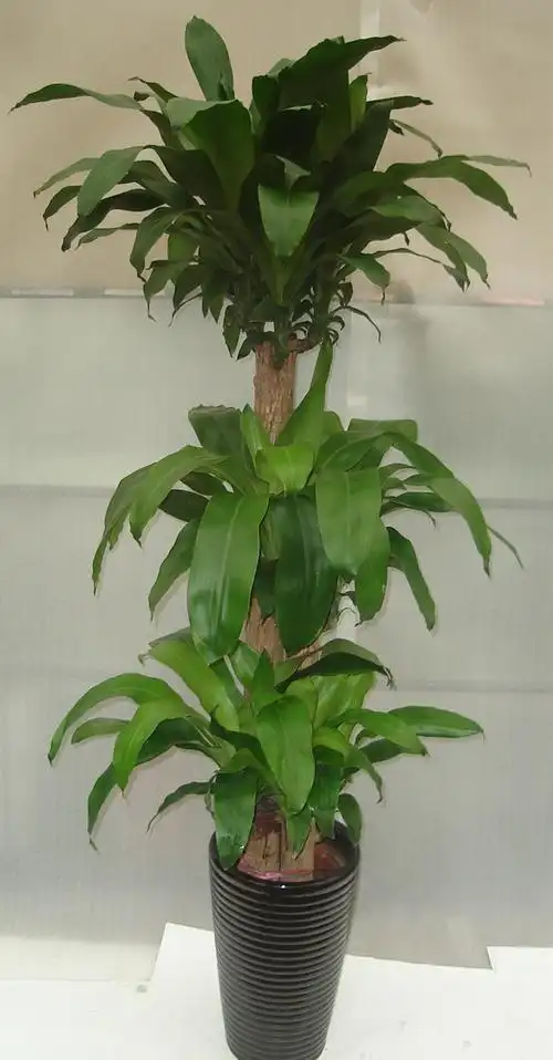 科">天门冬科 /a>, a target="_blank" href="/item/龙血树属/6947816