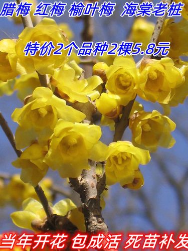 腊梅盆栽老桩红梅腊梅盆景树苗花卉耐寒植物室内阳台庭院四季开花