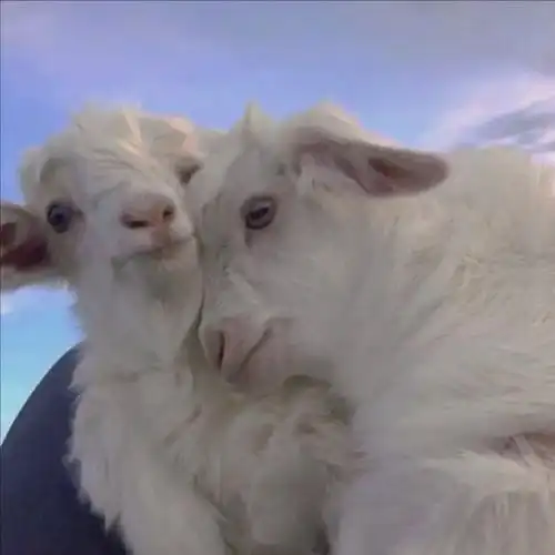 求这一对恩爱小羊的原图