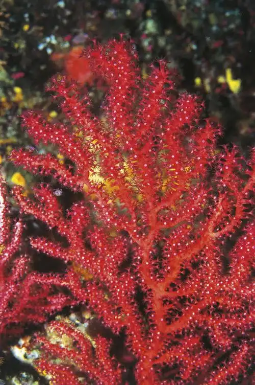 海底,水下,海洋,水,野生动物,科学,珊瑚,海洋生物,无脊椎动物,红色