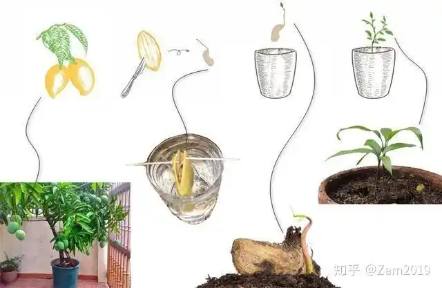 芒果主要生长在热带地区,播下种子一般要6-8年后才能开花结果,嫁接的