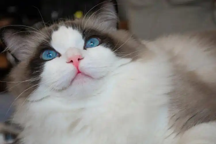 此小公无任何瑕疵100%完美,体格健壮,性格粘人,爱与人互动,三针疫苗