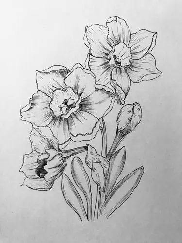 画の喃喃自语173黑白花意水仙花