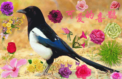 明日除夕,99只喜鹊来报喜,祝你喜上眉梢,喜事到家,喜事连连!