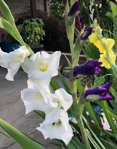 十三太保,菖蒲,剑兰,gladious