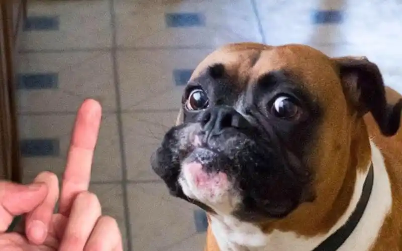 测测全世界狗子对竖中指的反应,是如何做到统一的?