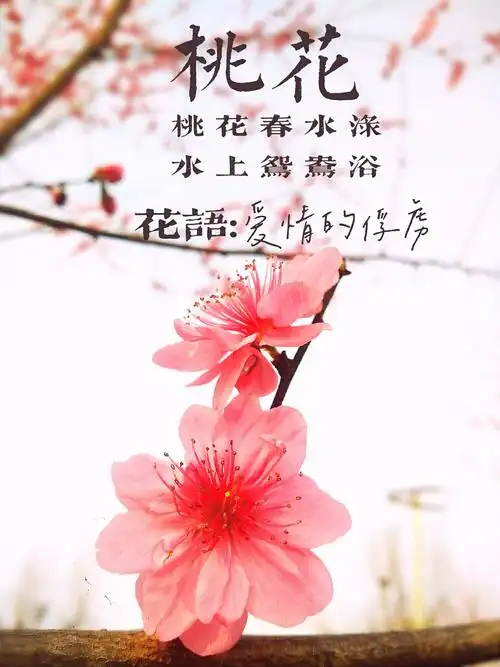 桃花祝你天天都有桃花运桃花