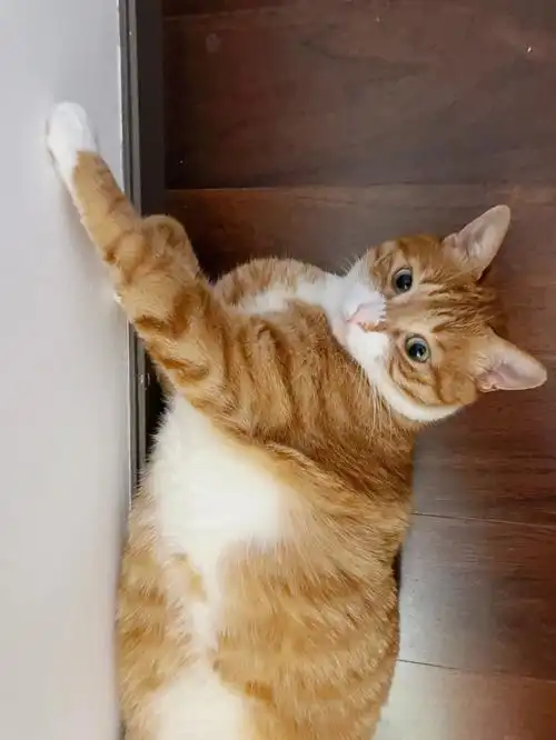 热到扶墙的橘猫