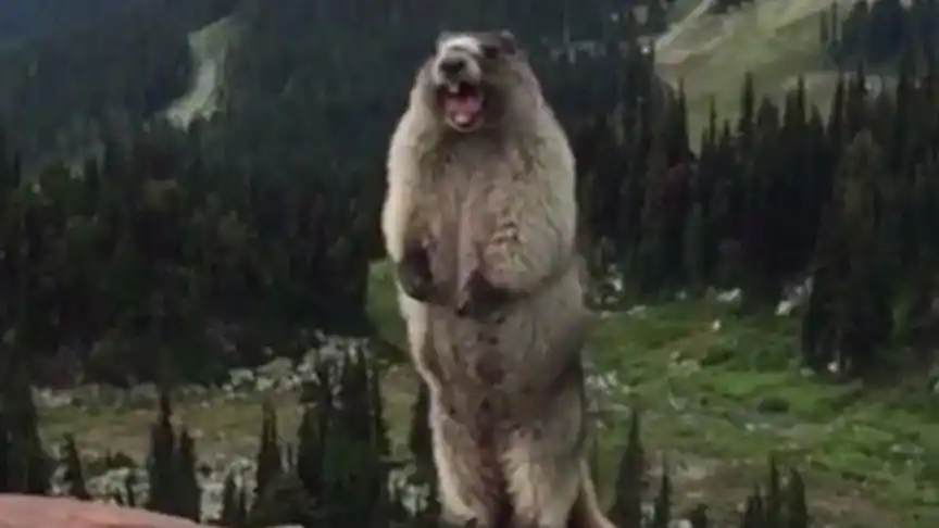 网红界5大神兽,很多人手机里都有它们表情包,馒头恶龙咆哮最萌