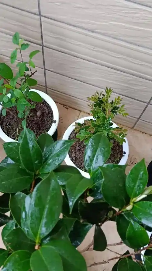 姜南梅花盆景梅花苗腊梅苗红梅绿梅乌梅花苗盆栽美人梅树苗乌梅苗1年