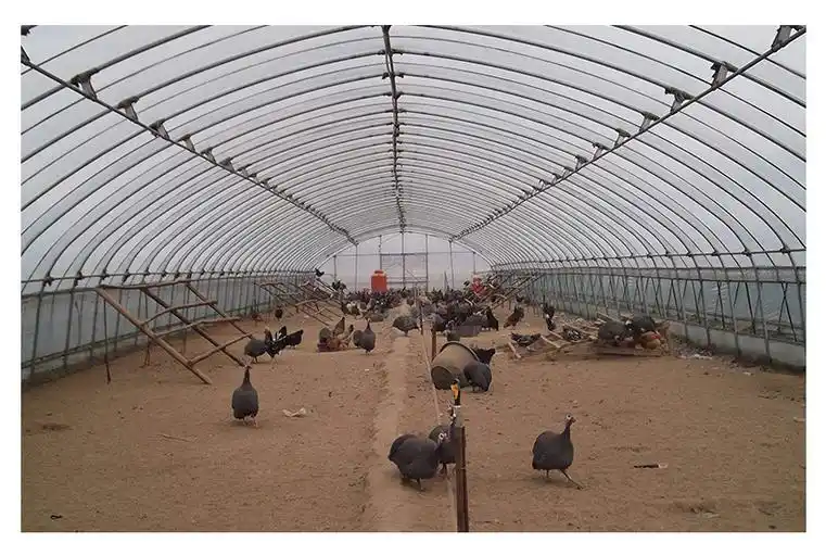 【养殖大棚】新款定制家畜养殖大棚 骨架钢家禽单体连体养殖大棚