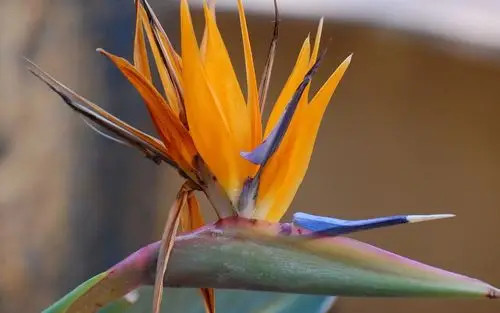 天堂鸟花唯美摄影电脑桌面壁纸图片下载