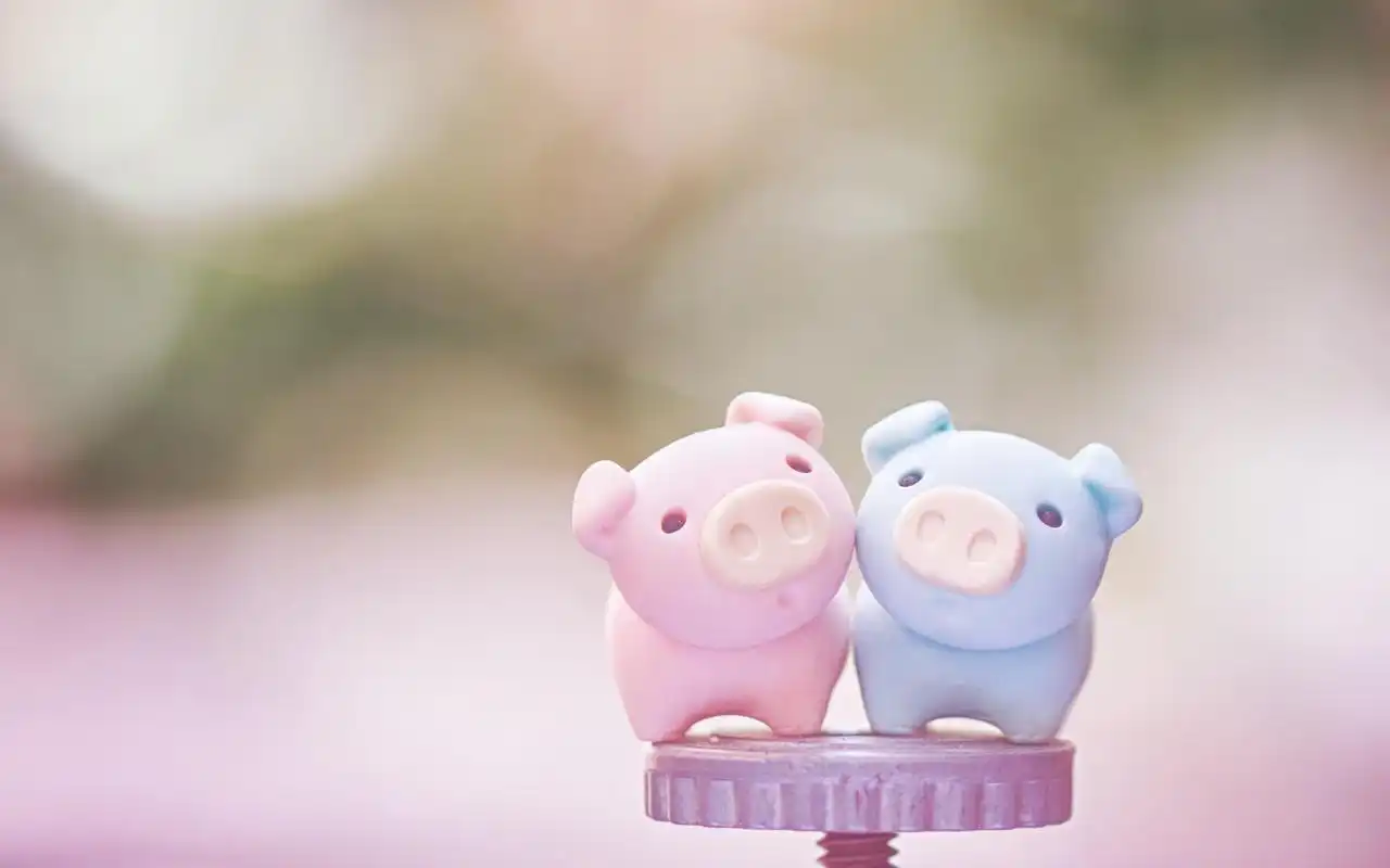 可爱软萌的小猪静物图片桌面壁纸