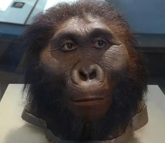 是另一种强壮的南方古猿原始人,它与其他早期人类共存于一个"分支"中