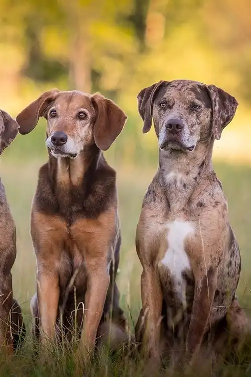 首页 动物与鸟 狗狗iphone 壁纸:750x1334 (iphone 8/7/6/6s)