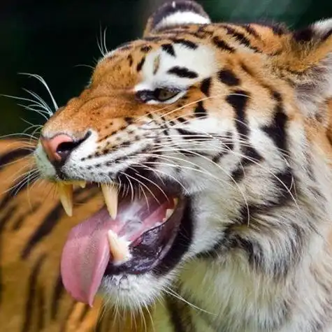 微信头像动物老虎