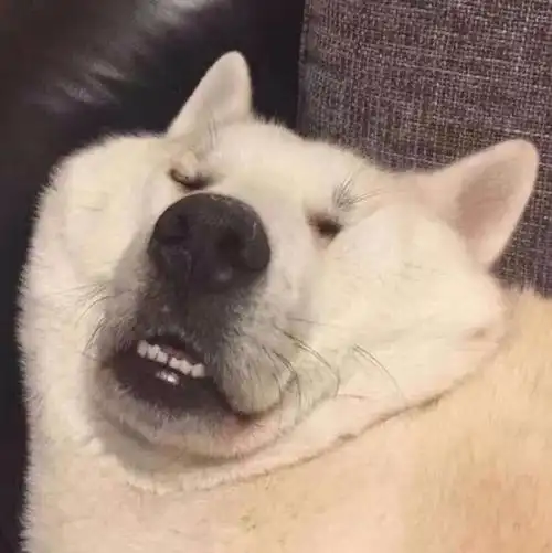 微信小动物头像图片