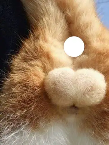 知道饲主觊觎它的蛋蛋一定很不舒服…… - 图片2