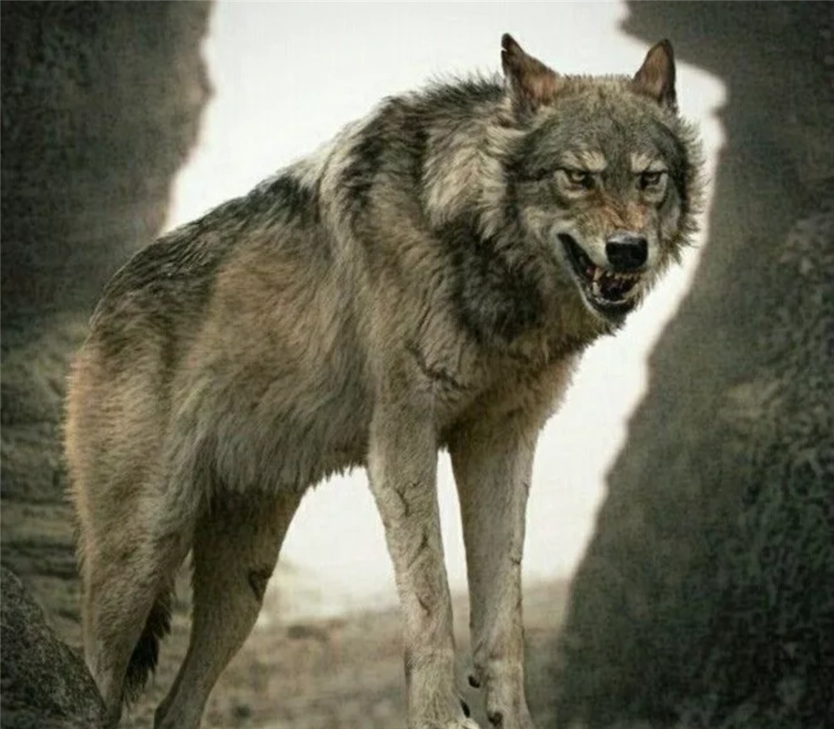 灭亡上万年的恐狼,敢从美洲狮嘴中夺食,可轻易咬碎猎物的骨头